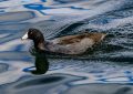 5 symbolic meanings of Dream about black ducks