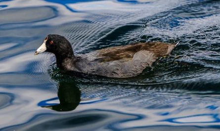 5 symbolic meanings of Dream about black ducks