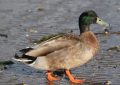 5 symbolic meanings of Dream about mallard