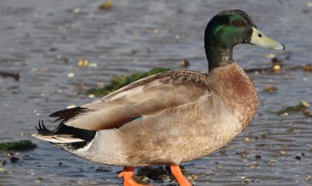 5 symbolic meanings of Dream about mallard