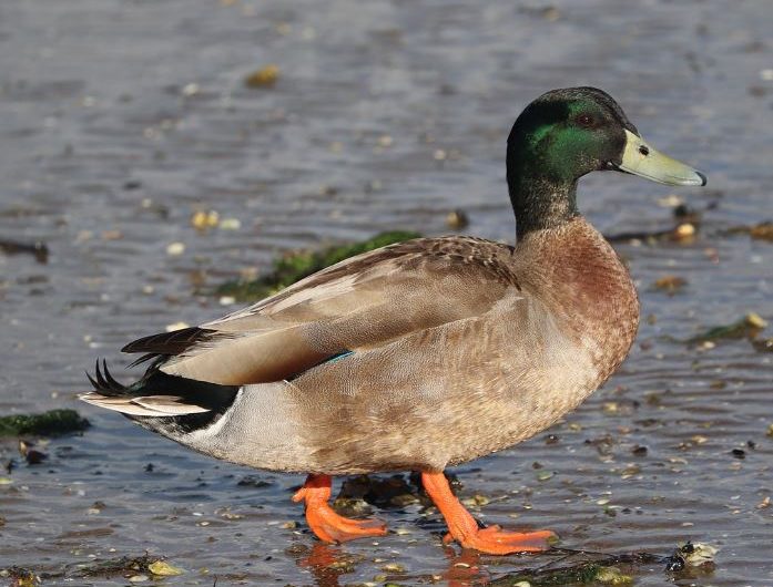 5 symbolic meanings of Dream about mallard