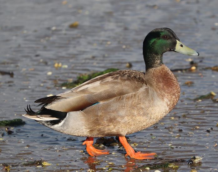 5 symbolic meanings of Dream about mallard