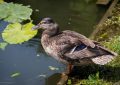 5 symbolic meanings of Dream about a big duck