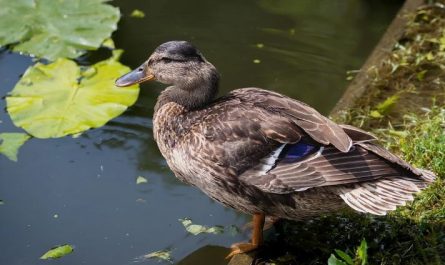 5 symbolic meanings of Dream about a big duck