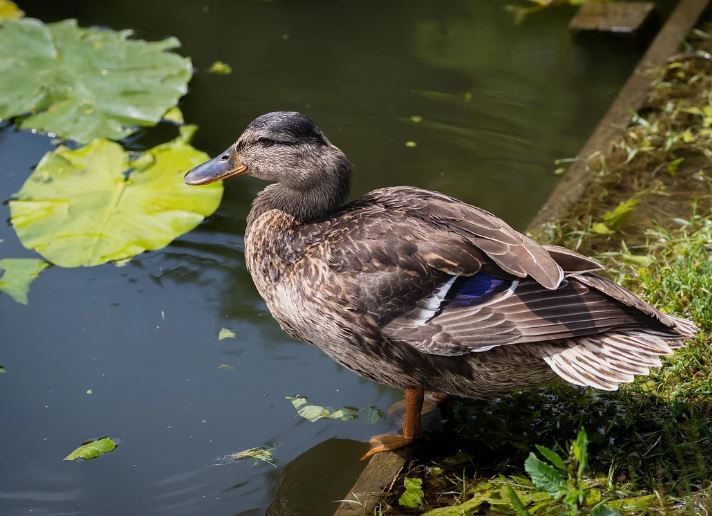 5 symbolic meanings of Dream about a big duck