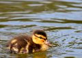 5 symbolic meanings of Dream about duckling