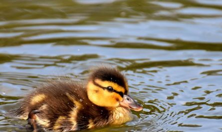 5 symbolic meanings of Dream about duckling