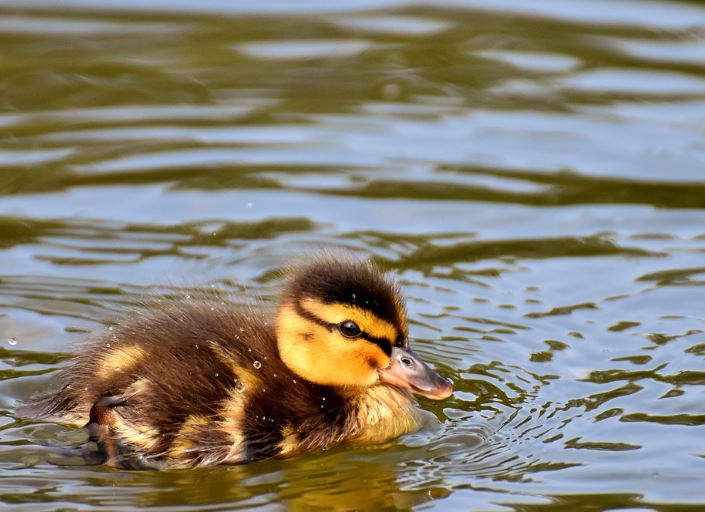 5 symbolic meanings of Dream about duckling