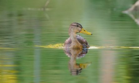 5 symbolic meanings of Dream about ducks