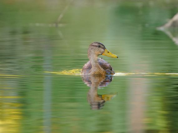 5 symbolic meanings of Dream about ducks
