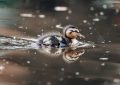 5 symbolic meanings of Dream about a dead duck