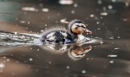 5 symbolic meanings of Dream about a dead duck