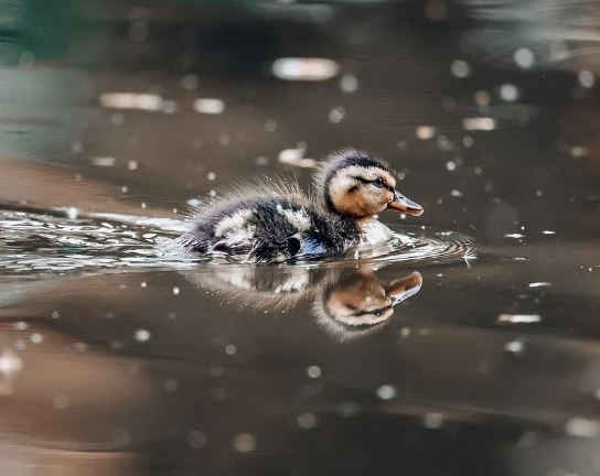 5 symbolic meanings of Dream about a dead duck