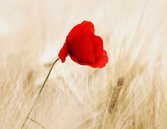 5 Spiritual Meanings of Dream about red flowers