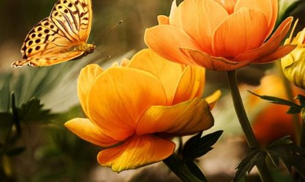 5 Spiritual Meanings of Dream about yellow flowers