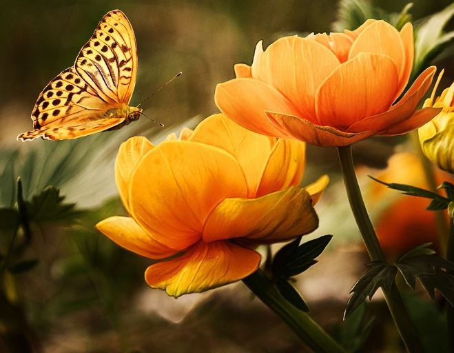 5 Spiritual Meanings of Dream about yellow flowers
