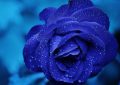 5 Spiritual Meanings of Dream about blue flowers