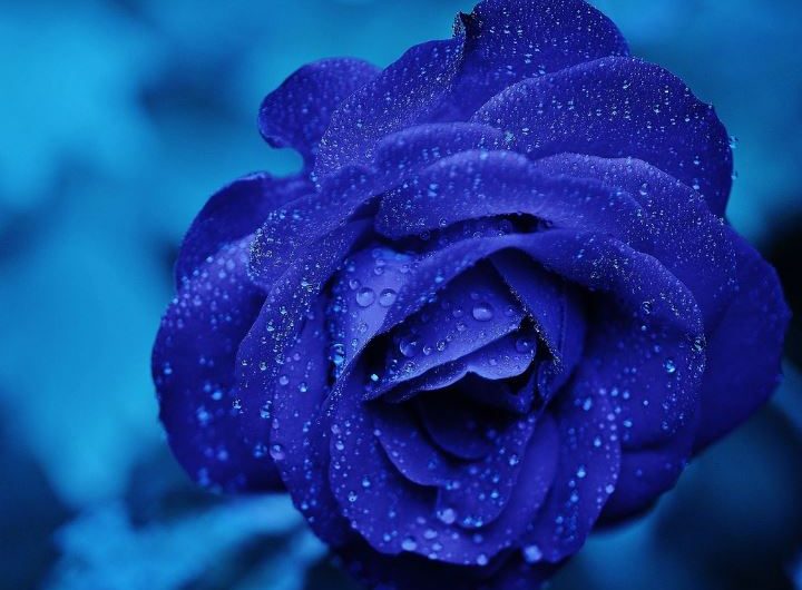 5 Spiritual Meanings of Dream about blue flowers