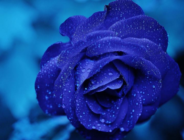 5 Spiritual Meanings of Dream about blue flowers