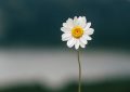 5 Spiritual Meanings of Dream about white flowers