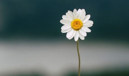 5 Spiritual Meanings of Dream about white flowers