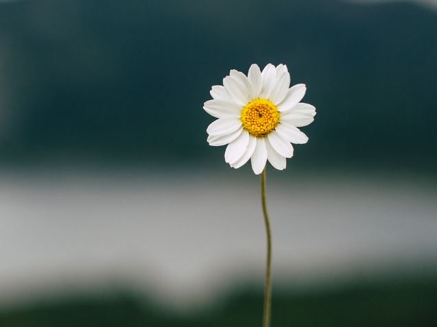 5 Spiritual Meanings of Dream about white flowers