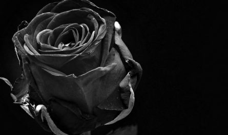 5 Spiritual Meanings of Dream about black flowers