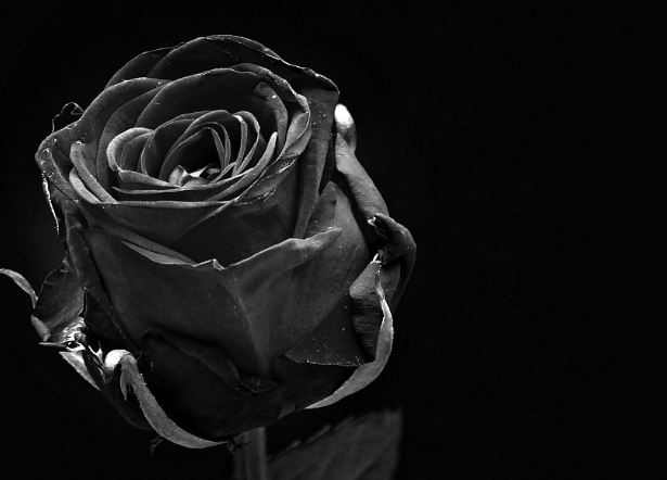 5 Spiritual Meanings of Dream about black flowers
