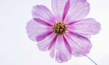 5 Spiritual Meanings of Dreaming of purple flowers