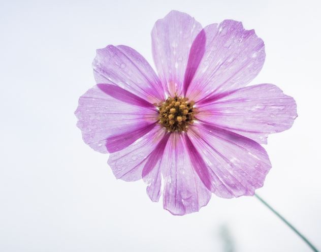 5 Spiritual Meanings of Dreaming of purple flowers