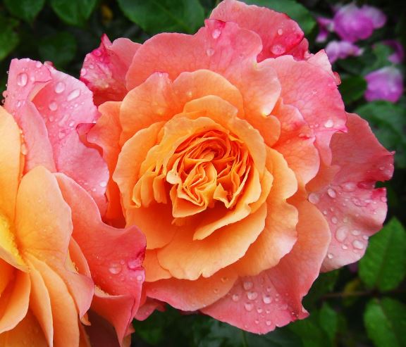 5 Spiritual Meanings of Dream about orange flowers