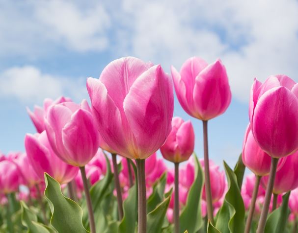 5 Spiritual Meanings of Dreaming of pink flowers