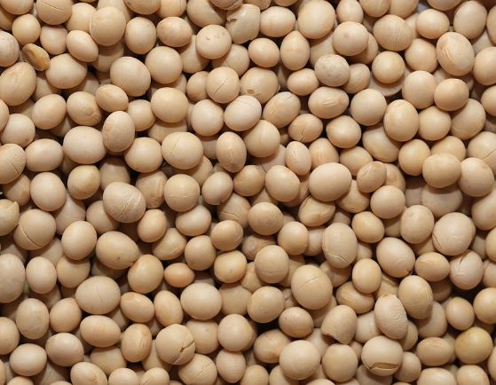 5 Spiritual Meanings of Dream about soybeans