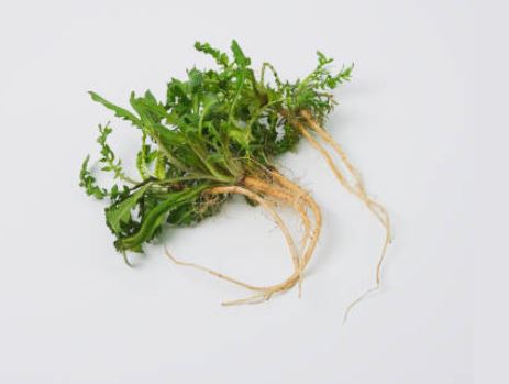 5 Spiritual Meanings of Dream about horseradish