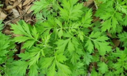 5 Spiritual Meanings of Dreaming of Mugwort