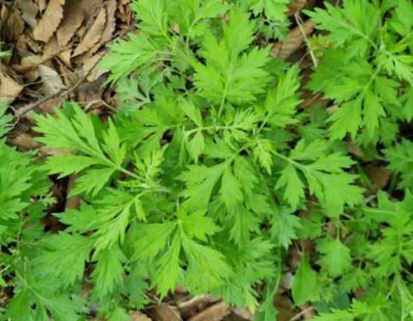 5 Spiritual Meanings of Dreaming of Mugwort