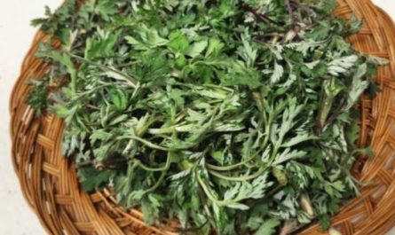 5 Spiritual Meanings of Dream about eating mugwort