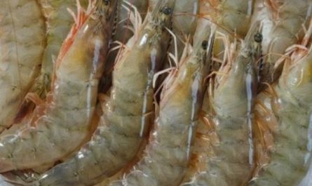 5 Spiritual Meanings of Dream about raw shrimp