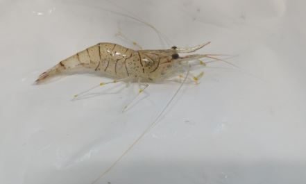 5 Spiritual Meanings of Dream about freshwater shrimp