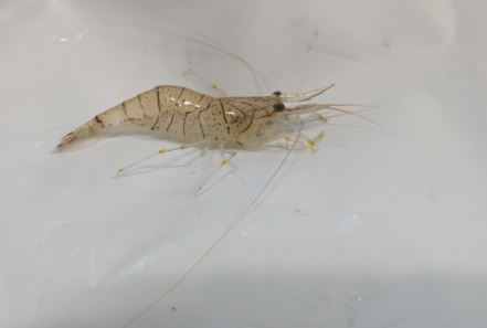5 Spiritual Meanings of Dream about freshwater shrimp