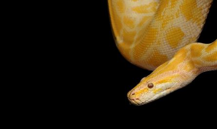 5 Spiritual Meanings of Dreaming of killing a yellow snake