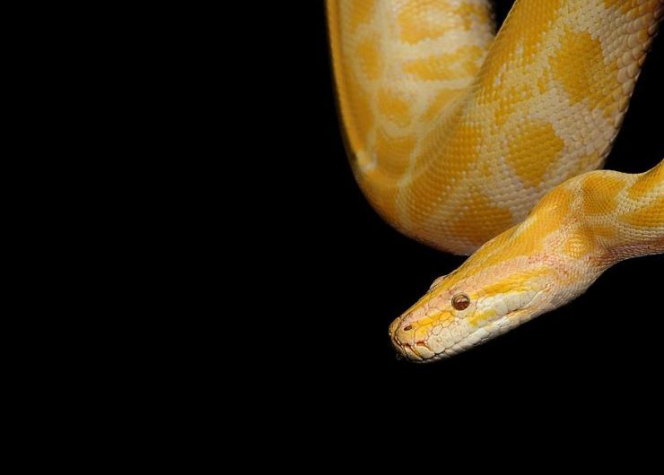 5 Spiritual Meanings of Dreaming of killing a yellow snake