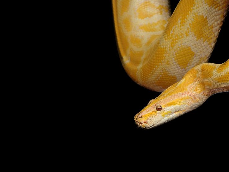5 Spiritual Meanings of Dreaming of killing a yellow snake