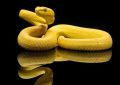 5 Spiritual Meanings of Dream about catching a yellow snake