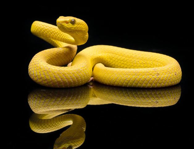 5 Spiritual Meanings of Dream about catching a yellow snake