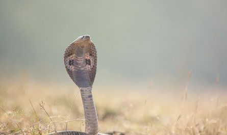 5 Spiritual Meanings of Dream about brown snakes