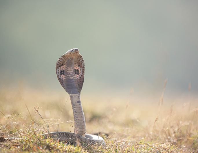 5 Spiritual Meanings of Dream about brown snakes