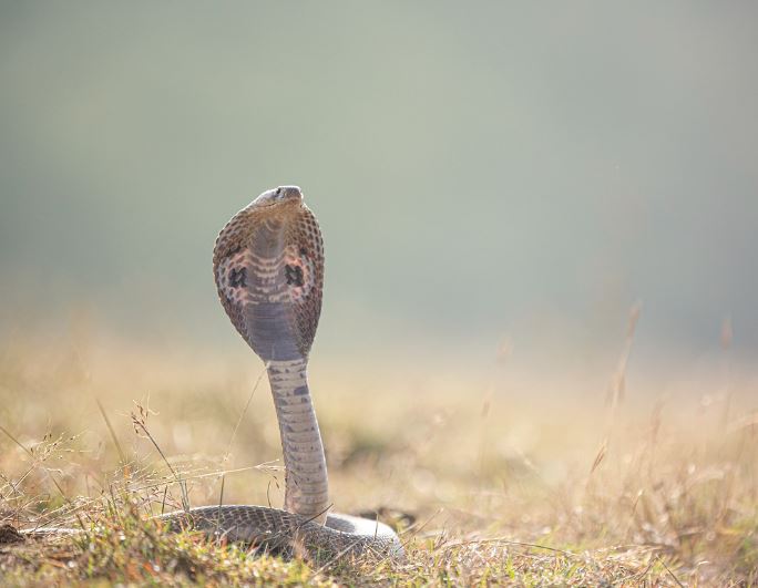 5 Spiritual Meanings of Dream about brown snakes