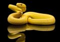 5 Spiritual Meanings of Dream about being bitten by a yellow snake
