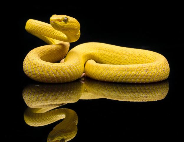 5 Spiritual Meanings of Dream about being bitten by a yellow snake